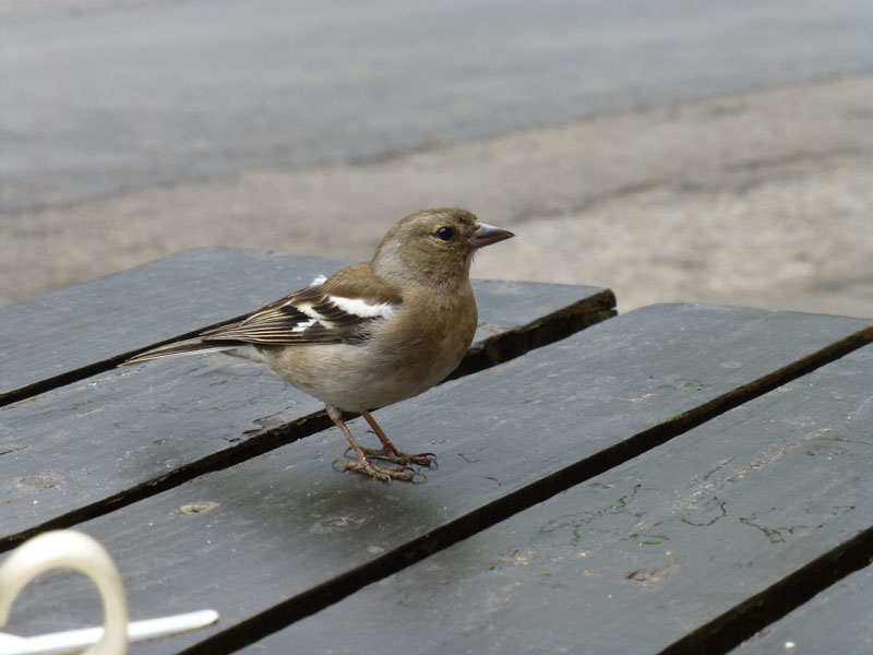 Female Chaffinch